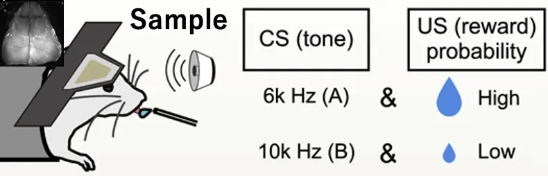 Experimental Setup Schematic