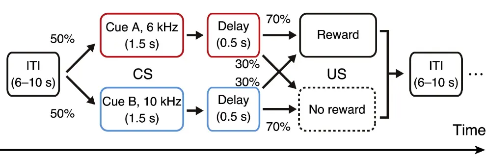 Classical Conditioning Task Paradigm