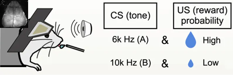 実験セットアップ: 頭部固定マウスへの音提示と報酬確率の模式図