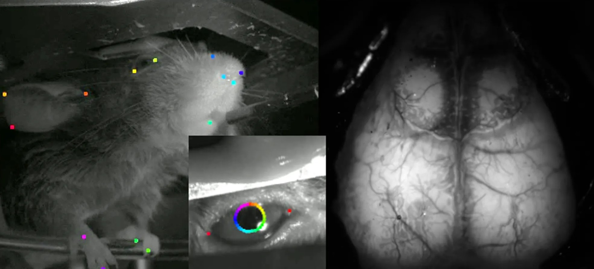 Experimental Setup: Mouse interacting with the lever